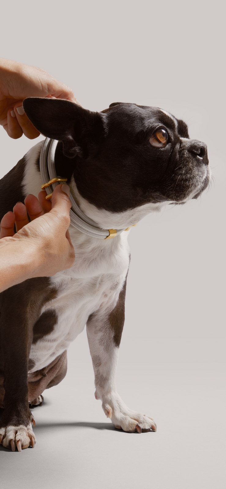 Close up of MANTLE® dog collar in Haze with solid brass hardware, shown on dog with hands adjusting collar on a light gray background