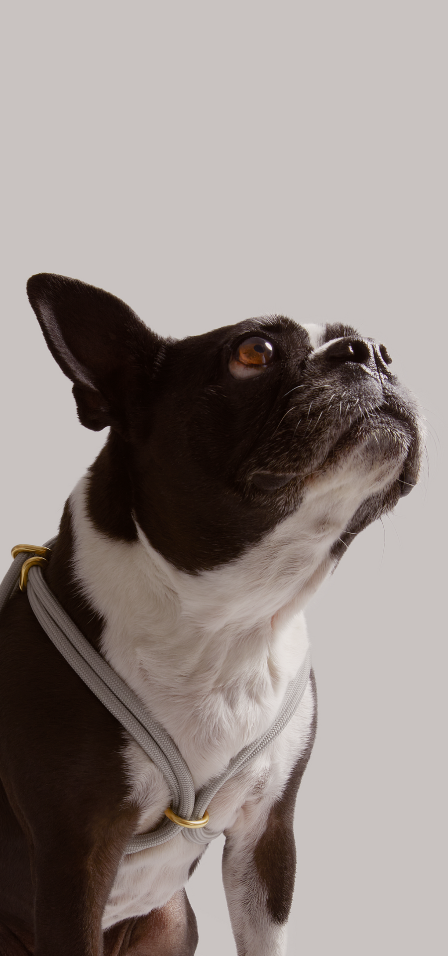 Close up of MANTLE® dog step-in harness in Haze with solid brass hardware, shown on dog on a light gray background
